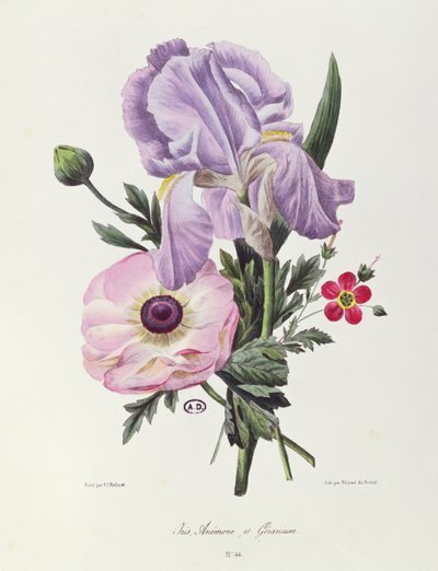 Iris, Anemone e Geranio, inciso da Pointel du Portail, c.1830 da Pierre Joseph Redouté